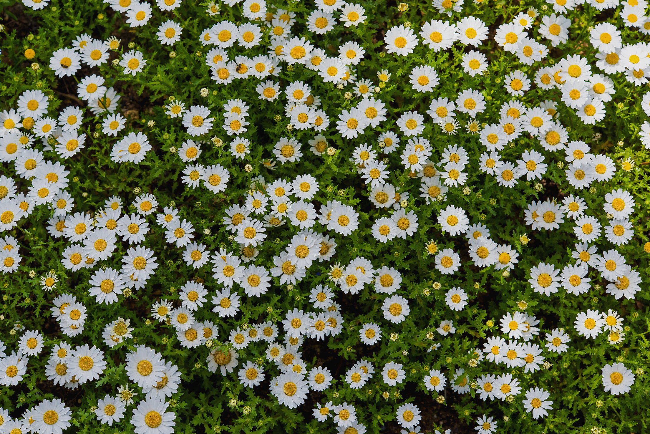 flower background, daisy field, daisy texture